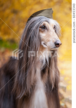 stylish Afghan hound, dog, in a 