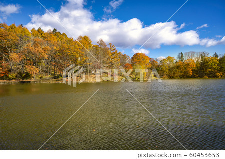 Shiozawa Lake in autumn leaves 60453653