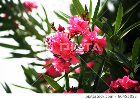 Red claw red flower 60453858