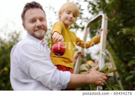 Little boy with his father picking apples in 60454278