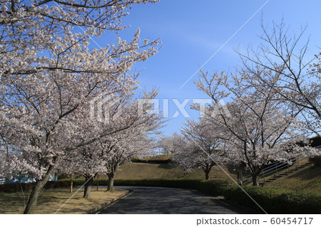 Cherry tree Yoshino cherry tree hill 60454717