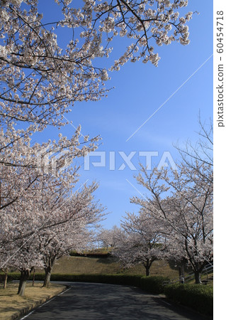 Cherry tree Yoshino cherry tree hill 60454718
