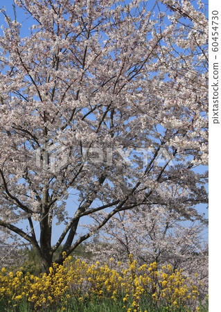 櫻花吉野櫻花樹山 60454730