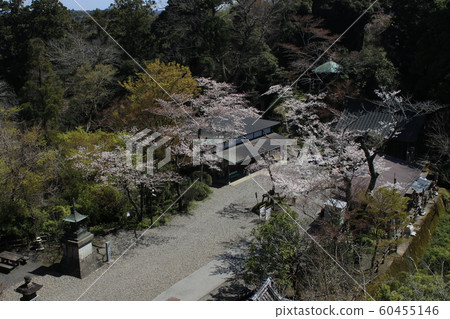 Kasamori Kannon Kasamoriji Cherry Blossoms Yoshino cherry tree Kasamori Kannon Kasamoriji Cherry Blossoms Yoshino cherry tree 60455146