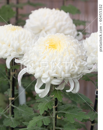 Chrysanthemum   60455382