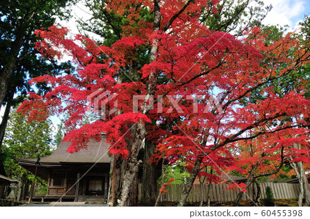Autumn leaves of the Koya Sandan Upper Garand Convention Hall 60455398