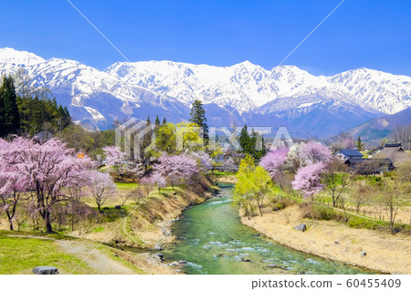 大江春季吊橋和白馬山脈 60455409