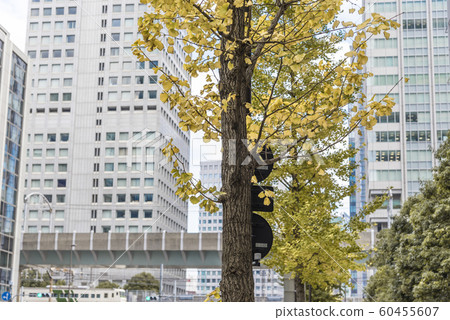 [Autumn leaves ginkgo Otemachi] 60455607