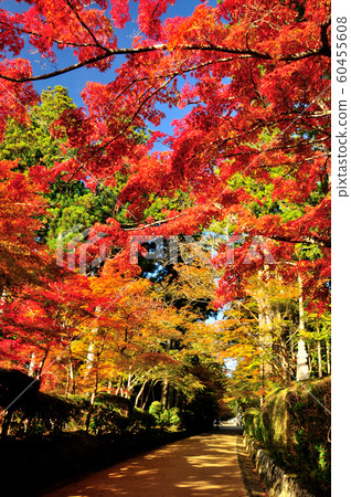 Autumn leaves on the bellows road 60455608