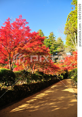Autumn leaves on the bellows road 60455609