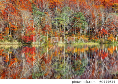 Autumn leaves of lotus white pond Autumn leaves of lotus white pond 60455634