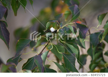 Nankin蝦虎魚種子 Nankin蝦虎魚種子 60455723