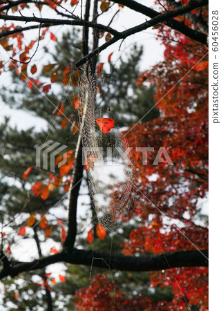 spider web after rain 60456028
