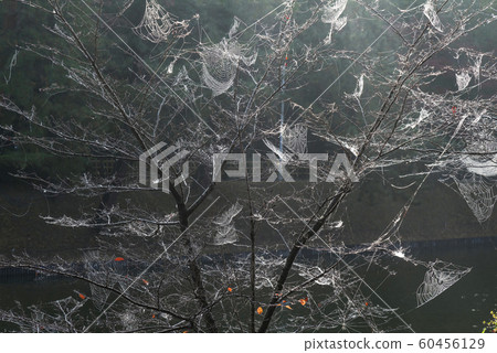 雨後蜘蛛網 60456129