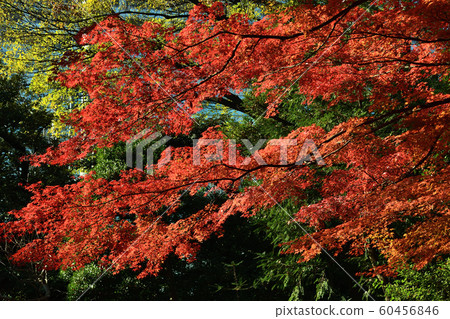 小石川後樂園的秋葉 小石川後樂園的秋葉 60456846