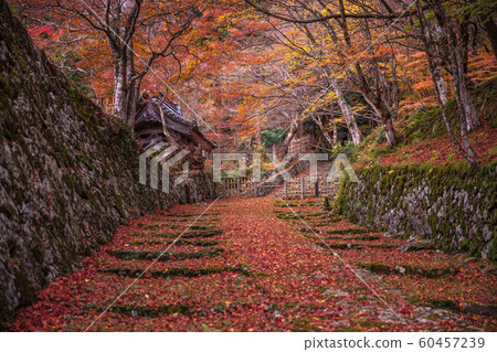 滋賀縣百濟寺紅葉 滋賀縣百濟寺紅葉 60457239