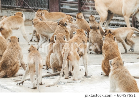 Many monkey (Long-tailed macaque, Crab-eating macaque, Macaca fascicularis) at Khao Takiap Temple, Prachuap Khiri Khan, Thailand. 60457651