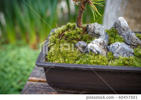 青苔盆景日式圖像 青苔盆景日式圖像 60457881