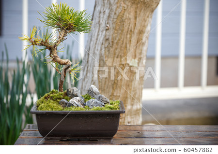 青苔盆景日式圖像 青苔盆景日式圖像 60457882