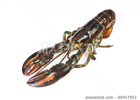 Fresh lobster shellfish in the seafood restaurant 60457952