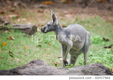 Wallaby of Bennet or Red-necked wallabies - 60457968