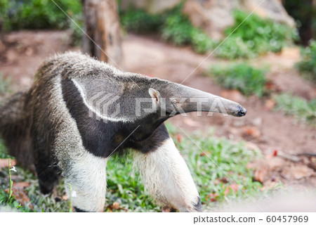 Giant anteater walking in the farm Wildlife Giant anteater walking in the farm Wildlife 60457969
