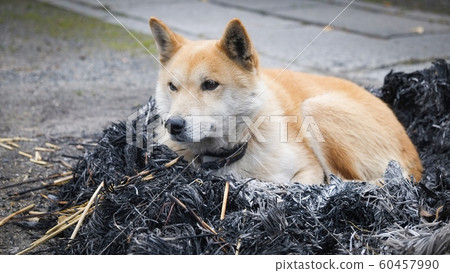 dog sitting on bonfire with ashes / Japanese Shiba 60457990