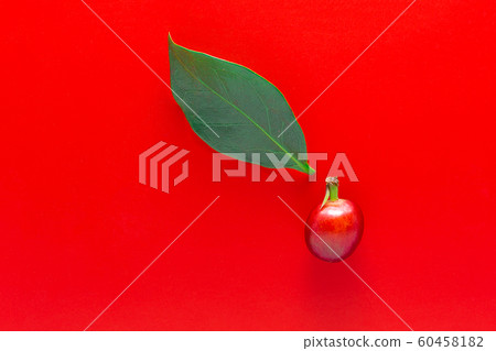 Single red coffee fruits and leaf isolated in red background. Single red coffee fruits and leaf isolated in red background. 60458182