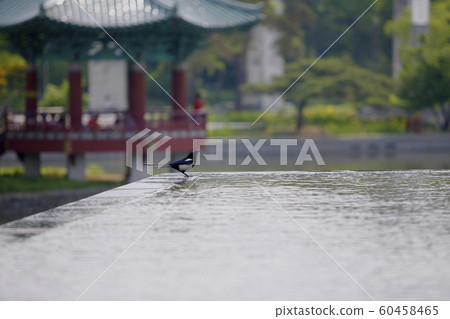 喜,,噴泉，八角形， 60458465