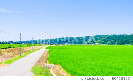 Rural landscape in summer 60458500
