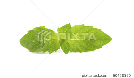 Holy Basil,Ocimum sanctum an isolated on white Holy Basil,Ocimum sanctum an isolated on white 60458530