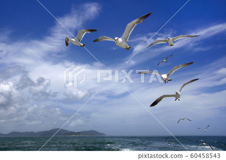 Seagulls, Blue Sky, East Sea, Seagulls, Blue Sky, East Sea, 60458543
