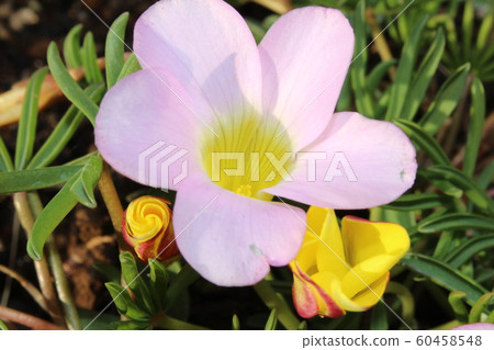 Oxalis pink flower Oxalis pink flower 60458548