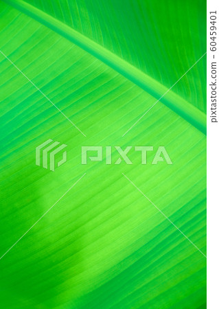 Leaf, Banana Leaf, Leaf, Banana Leaf, 60459401