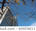 Autumn Shinagawa skyscrapers and colored leaves 60459811