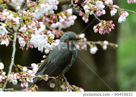 櫻花和鵯 60459831