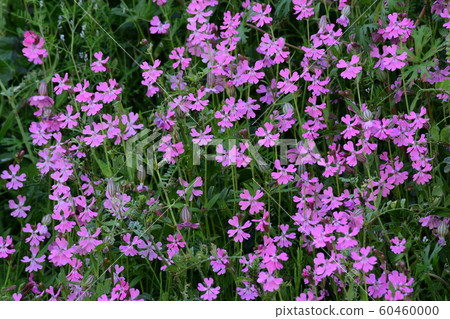 Spring, sakura grass Spring, sakura grass 60460000