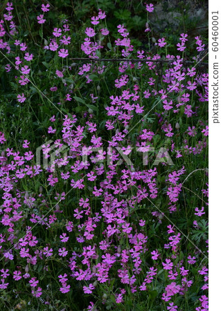 Spring, sakura grass 60460001