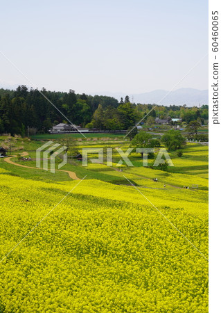 Azumino countryside (rape field) 60460065