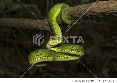 Large scaled pit viper, Trimeresurus macrolepis, Viperidae, Eravikulam National Park, Kerala, India 60460285