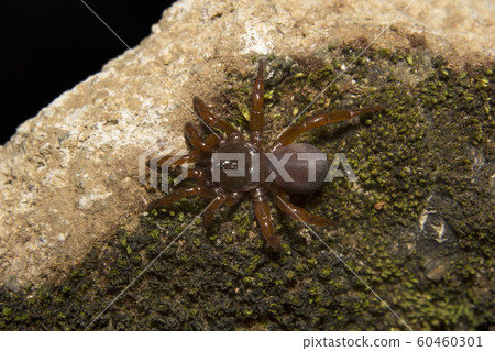 Idiops sp, Idiopidae, Thenmala, Kerala. Trapdoor spider 60460301