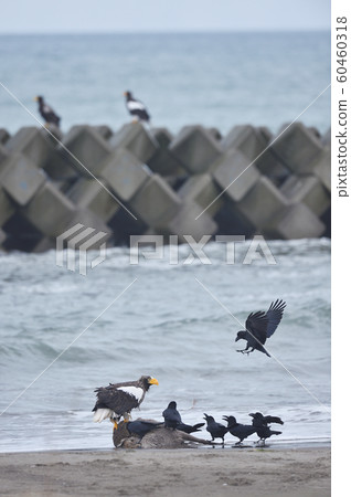 Steller's sea eagle and crows (Hokkaido) Steller's sea eagle and crows (Hokkaido) 60460318