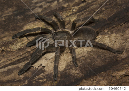 Tarantula, Haploclastus sp, Theraphosidae, Eravikulam National Park, Kerala, India 60460342