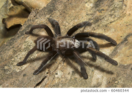 Parambikulam Large Burrowing Spider, Thrigmopoeus Kayi, Theraphosidae, Parambikulam tiger reserve, Kerala, India 60460344