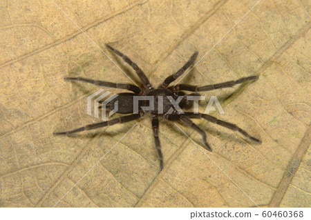 Small hairy burrowing spider, Plesiophrictus sp, Theraphosidae, Silent Valley National Park, Kerala, India 60460368