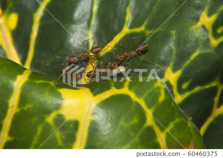 Harvester ants Neyyar wildlife sanctuary, Kerala Harvester ants Neyyar wildlife sanctuary, Kerala 60460375