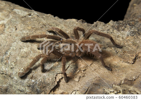 Thrigmopoeus sp, Theraphosidae, Wyand wild life sanctuary, Kerala, Tarantula 60460383