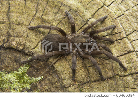 Theraphosidae, Silent Valley National Park, Kerala. 60460384