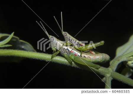 Grasshopper mating, Neyyar wildlife sanctuary, Kerala, India Grasshopper mating, Neyyar wildlife sanctuary, Kerala, India 60460385
