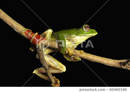 Malabar gliding frog, Rhacophorus malabaricus, Rhacophoridae at Silent Valley National Park in Kerala, India 60460386